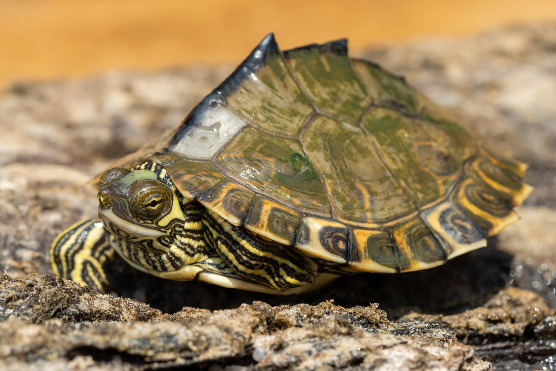 Pascagoula Map Turtle With Pointy Shell Wallpaper
