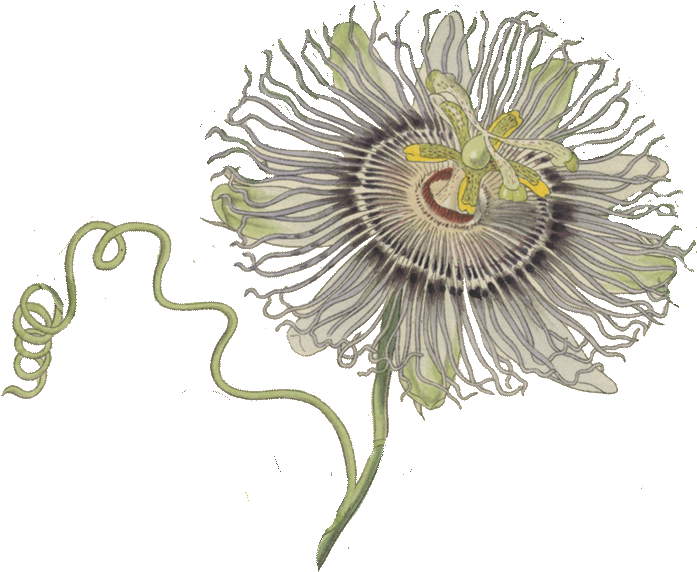 Passion Flower Illustration PNG