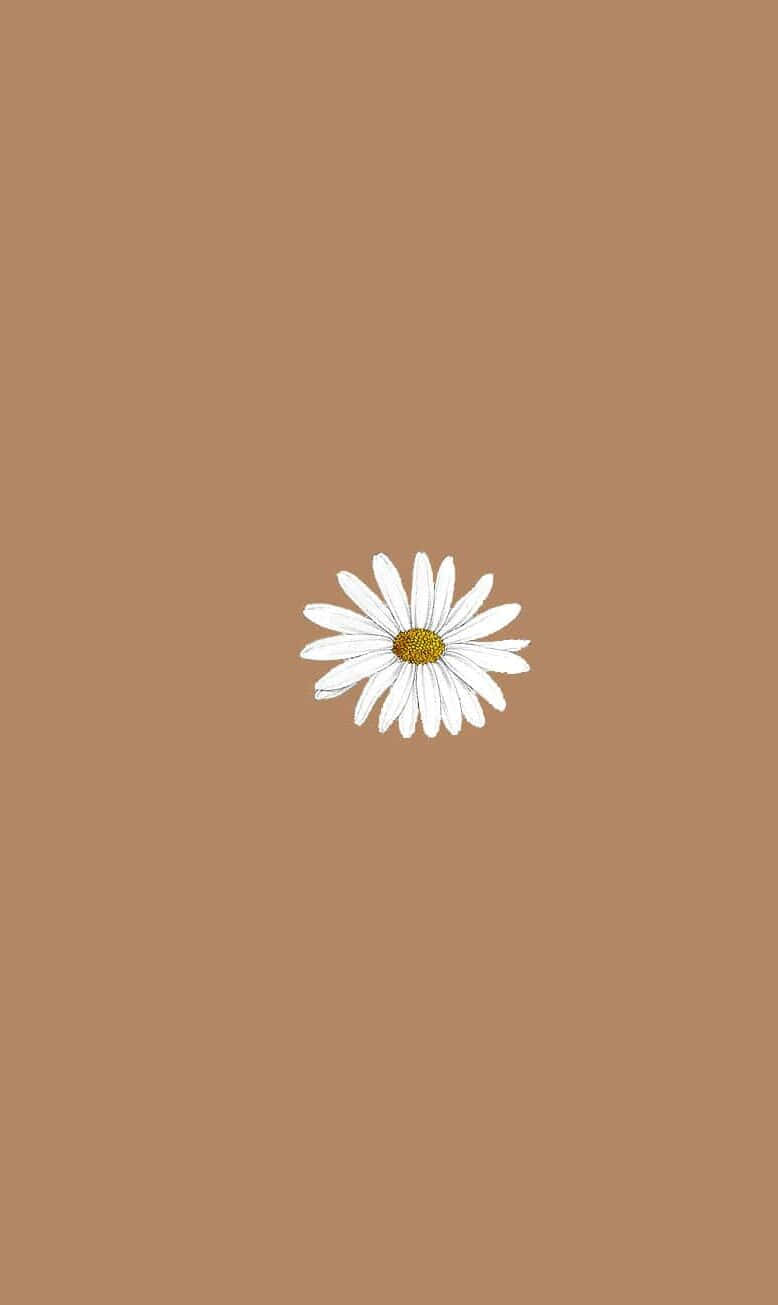 Download Pastel Aesthetic Brown Background Daisy Flower 