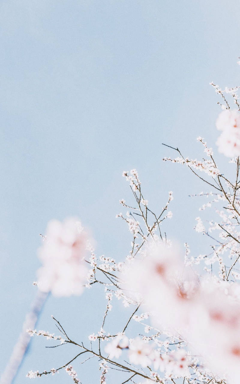 Pastel Aesthetic Cherry Blossom Sky Wallpaper
