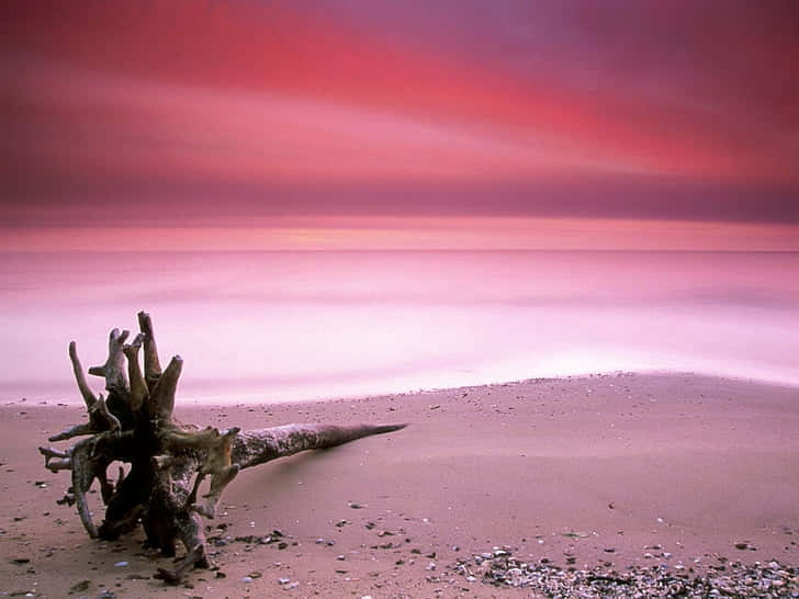 Paseapor La Playa Pastel Y Experimenta La Serenidad. Fondo de pantalla