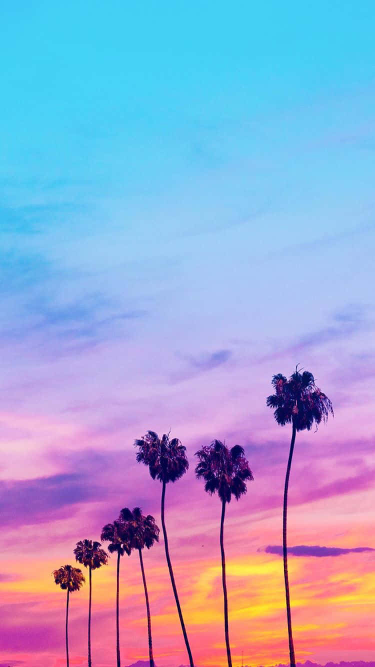 Palm Trees In The Sunset Wallpaper