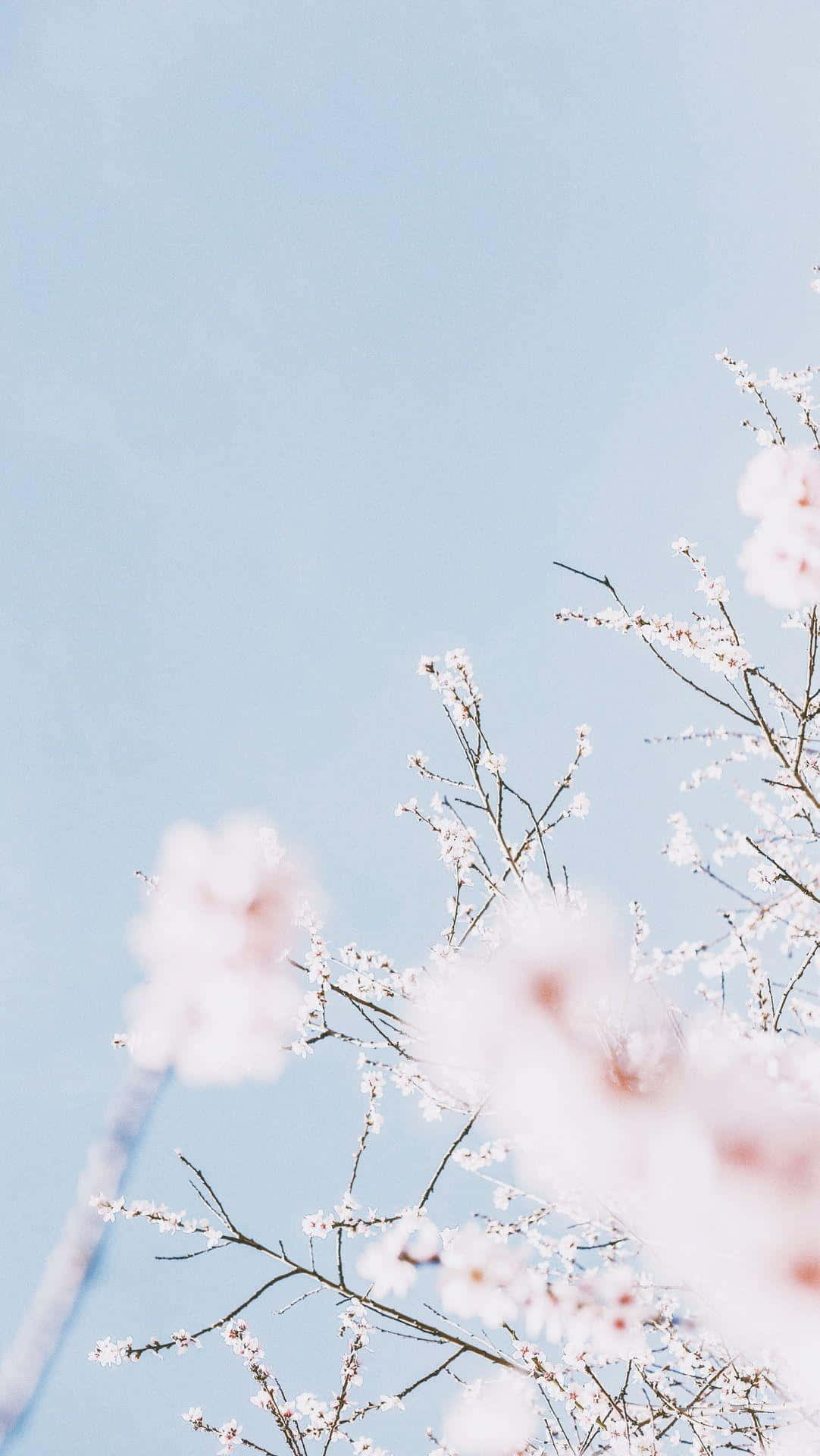 Pastel Blue Aesthetic Cherry Blossoms Wallpaper