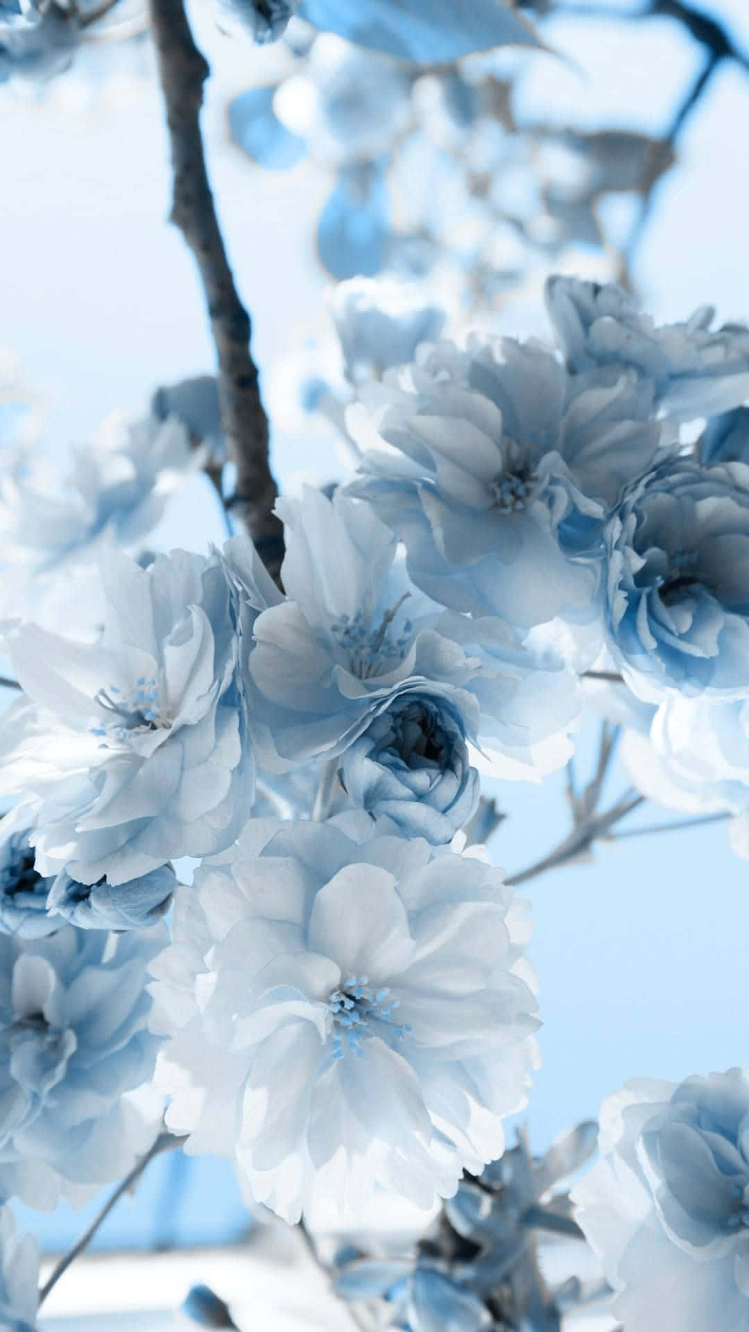 Aestheticen Tono Azul Pastel Con Flores Blancas. Fondo de pantalla