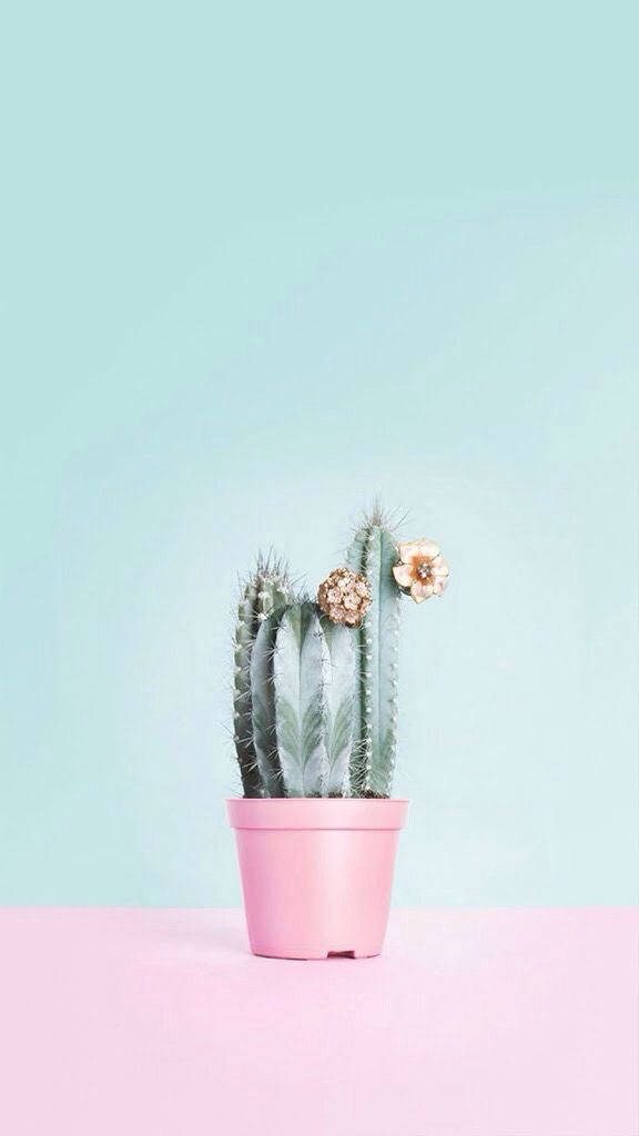 Pastel Blue An Pink Cactus Pot Mobile Wallpaper