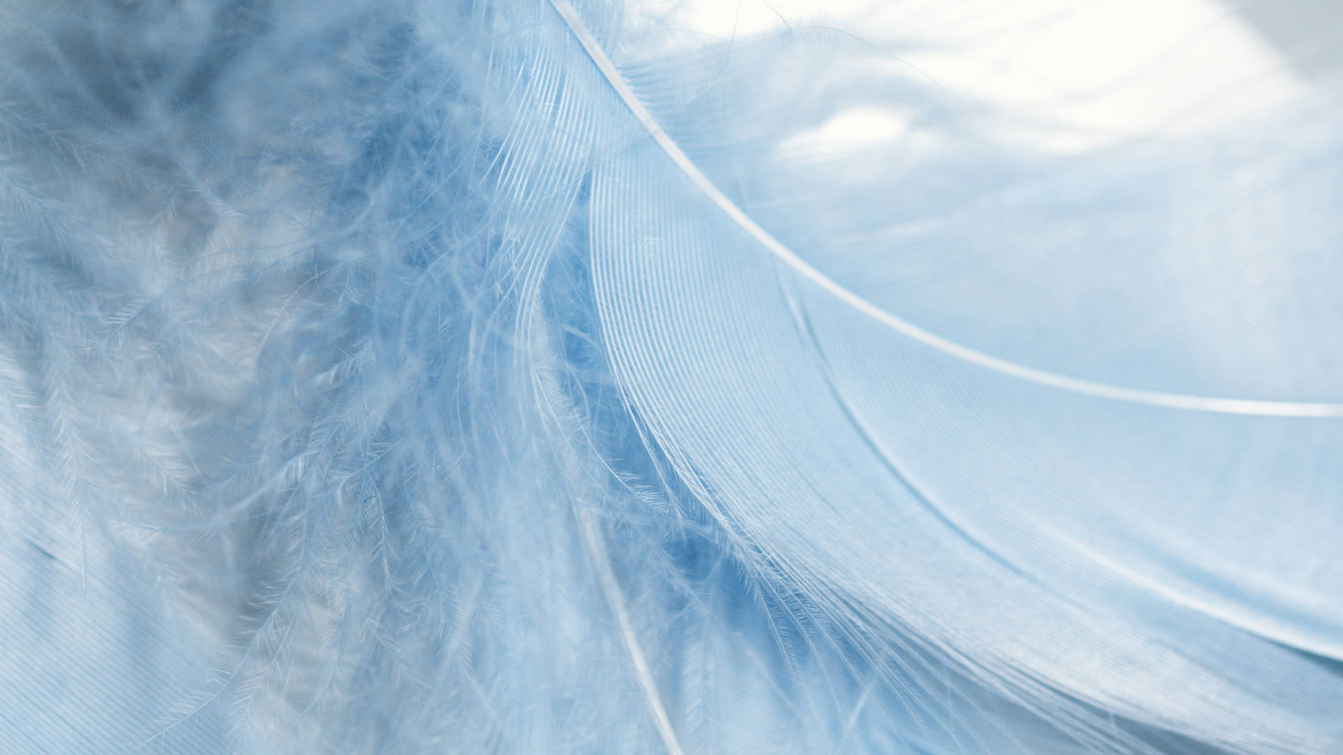 Pastel Blue Feather Wallpaper