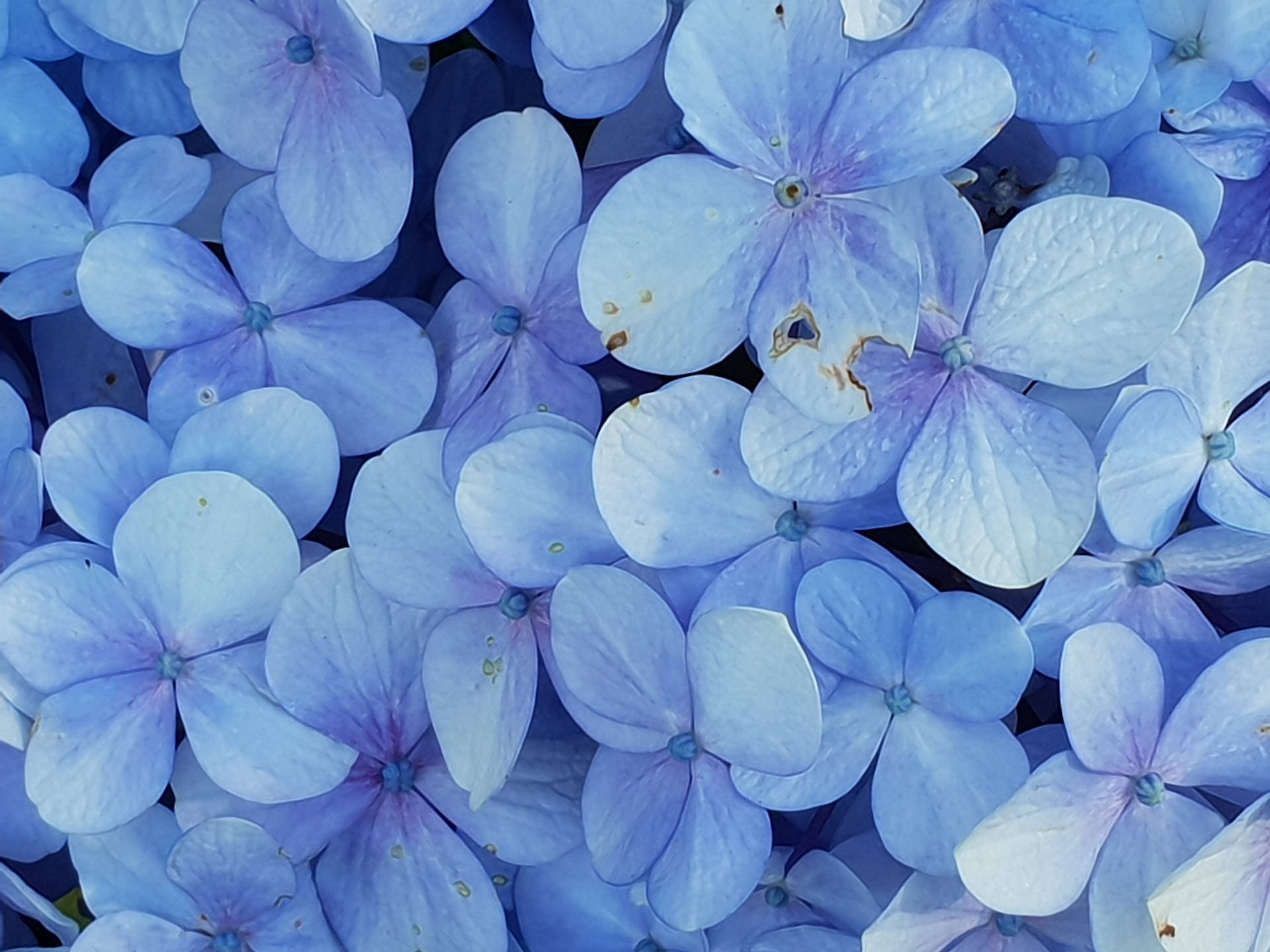 Pretty Pastel Blue Hydrangeas Wallpaper