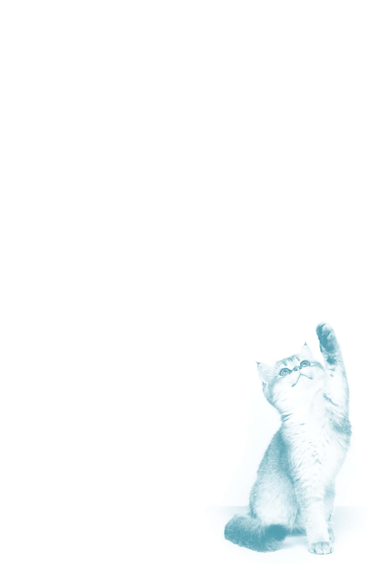 Pastel_ Blue_ Kitten_ Playful_ Pose.jpg Wallpaper