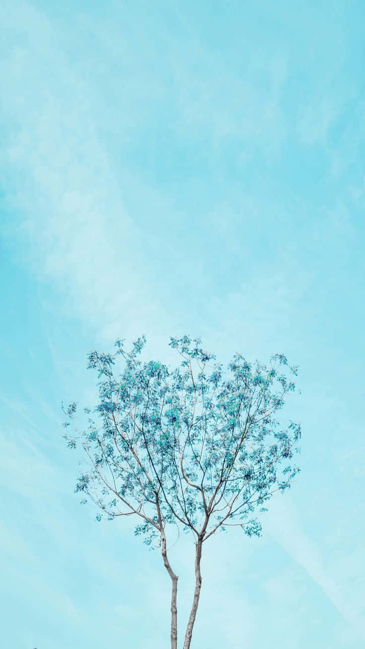 Högträd Pastellblå Solid. Wallpaper