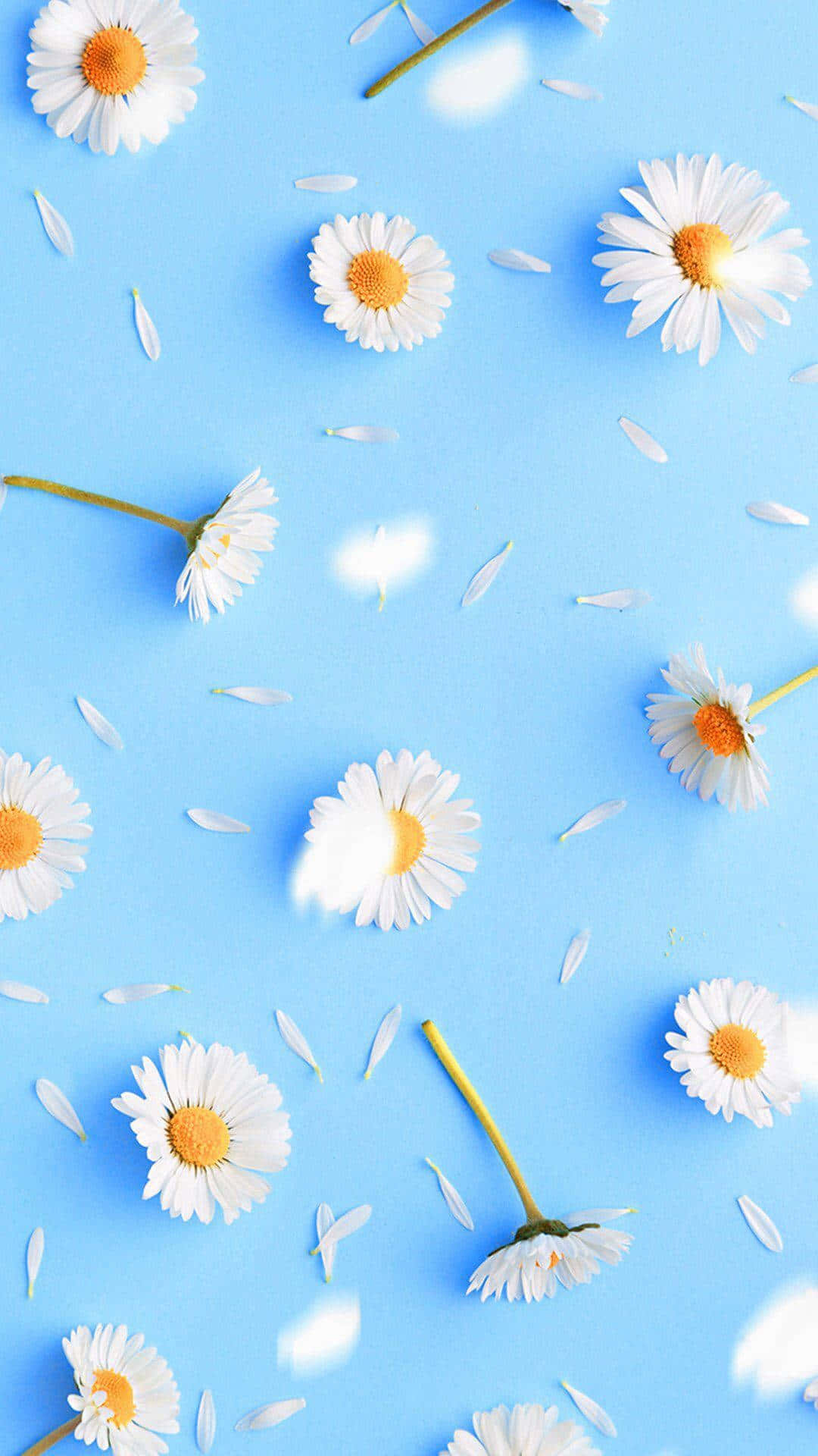 Wallpaperpastellblå Vårpåskliljer Iphone-bakgrundsbild. Wallpaper