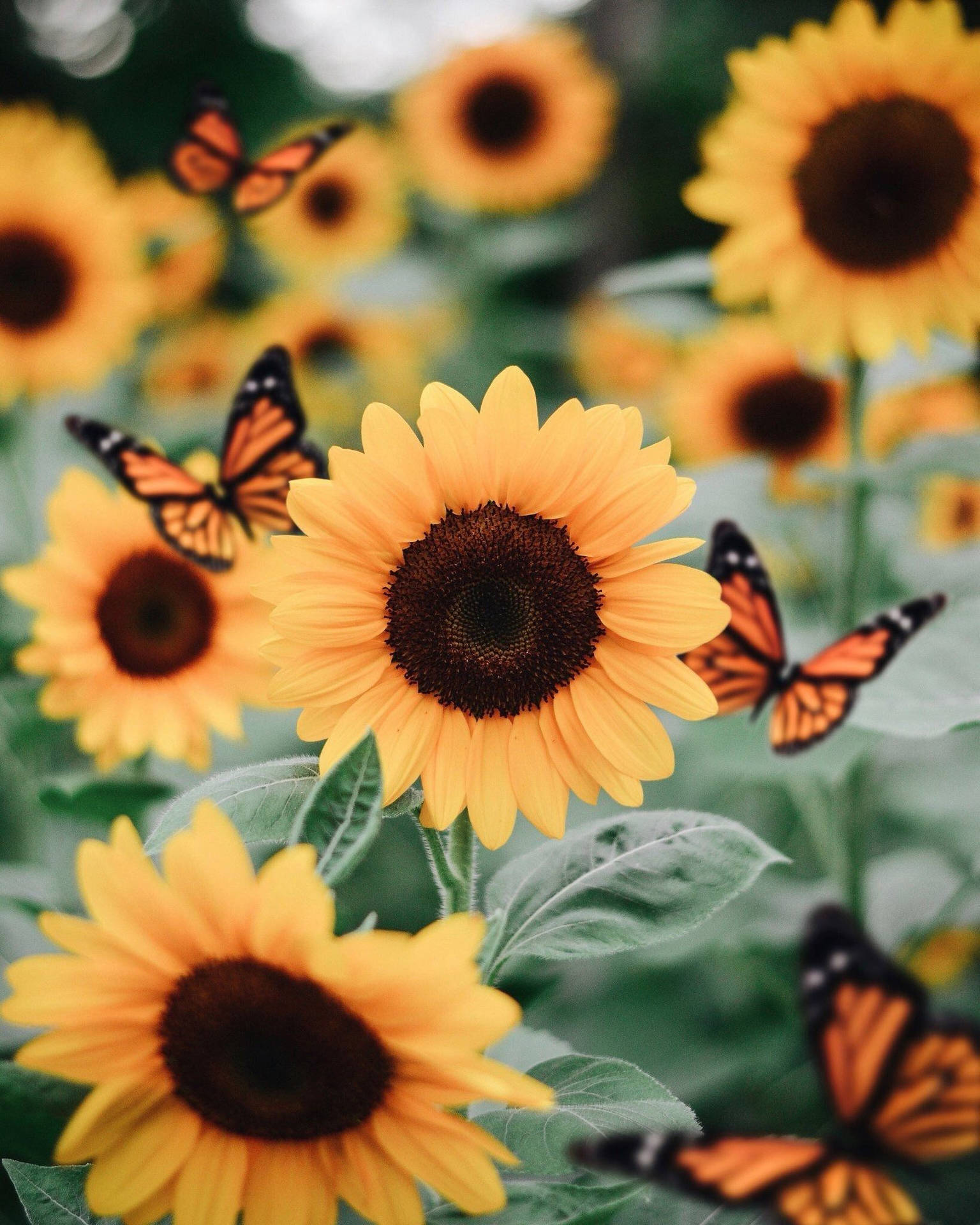 Hübscheorange Pastellfarbene Schmetterlinge Und Sonnenblumen Wallpaper
