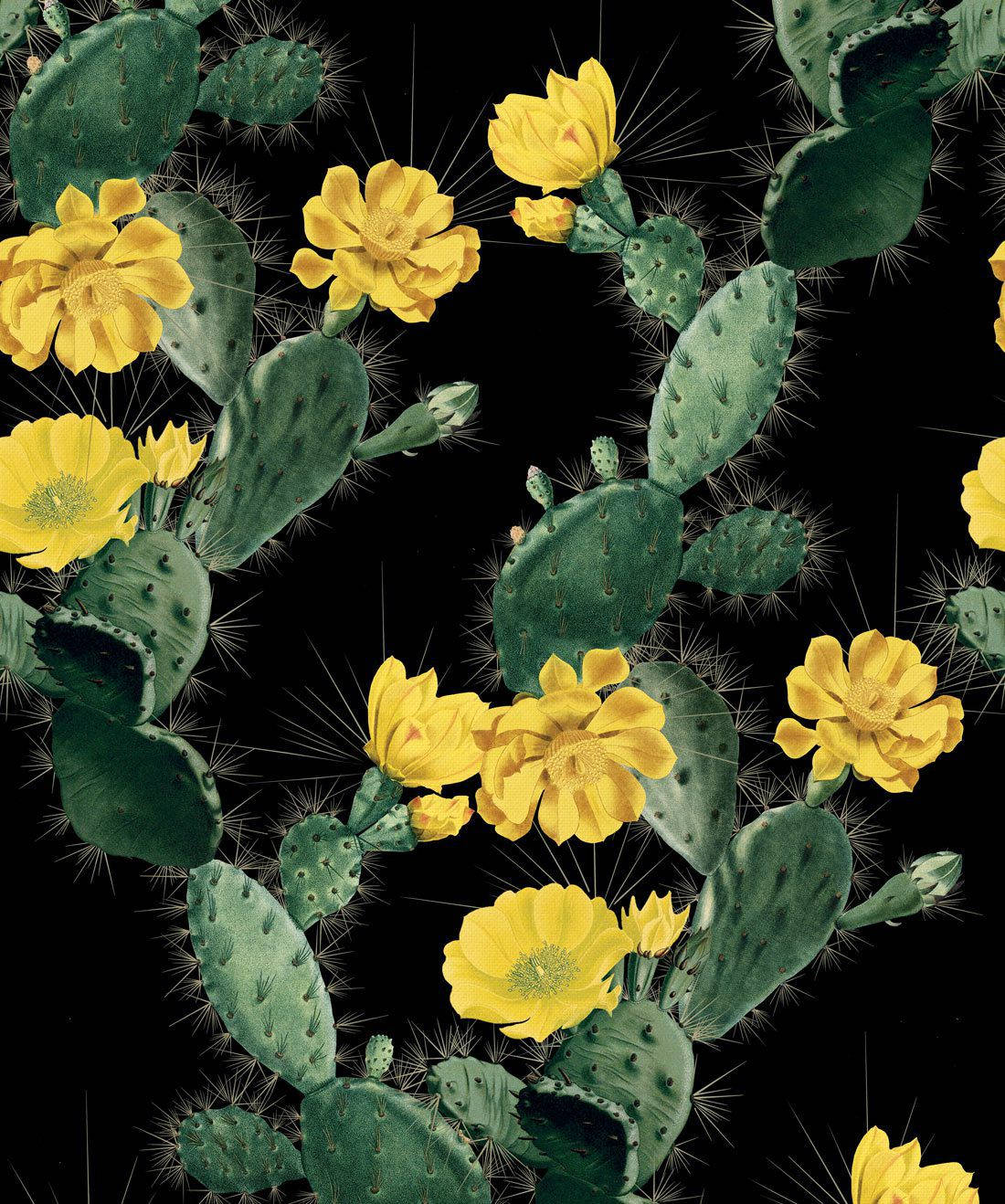 Pastel Cactus Flower Black Canvas Wallpaper