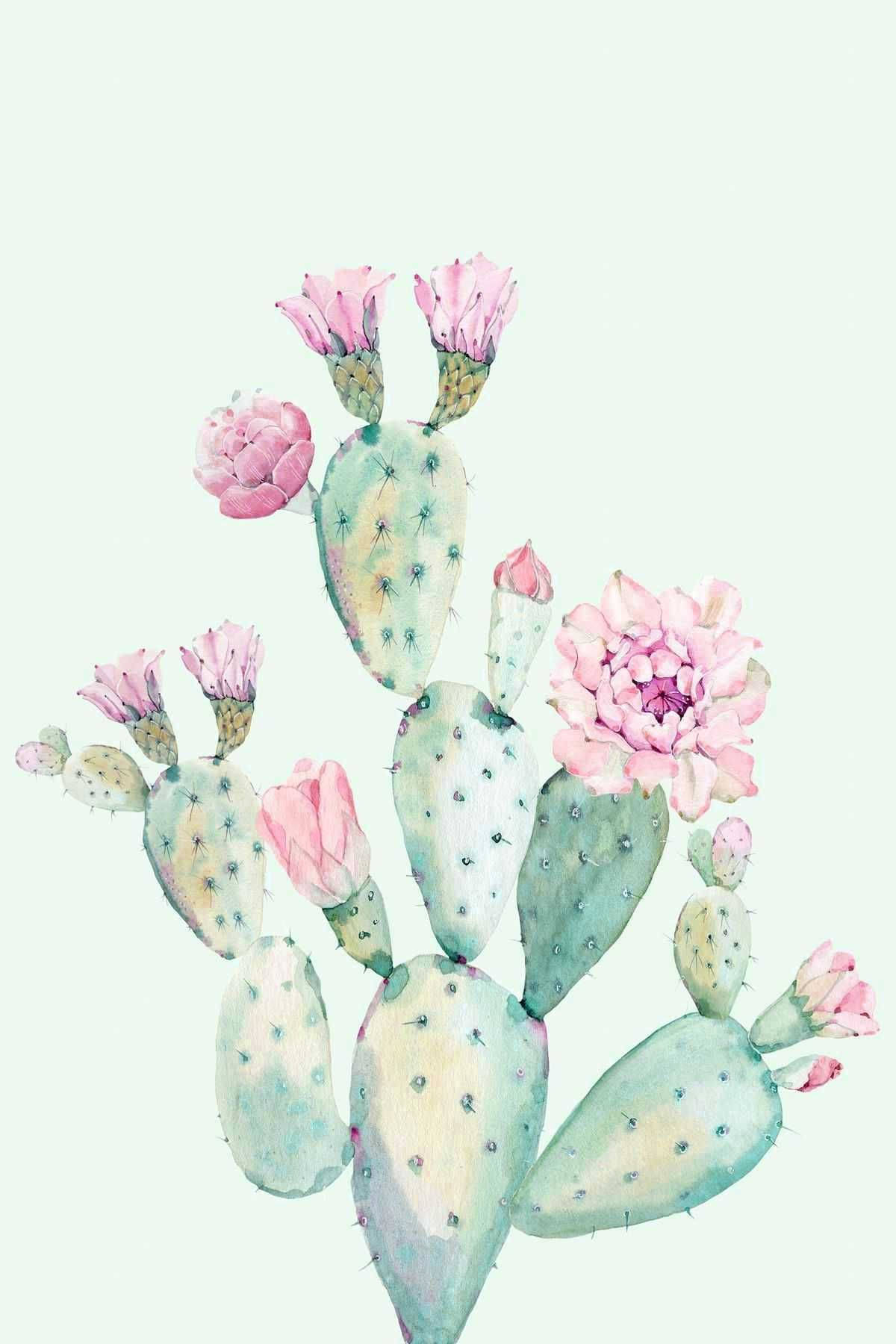 Pastel Cactus Flower Mobile Wallpaper