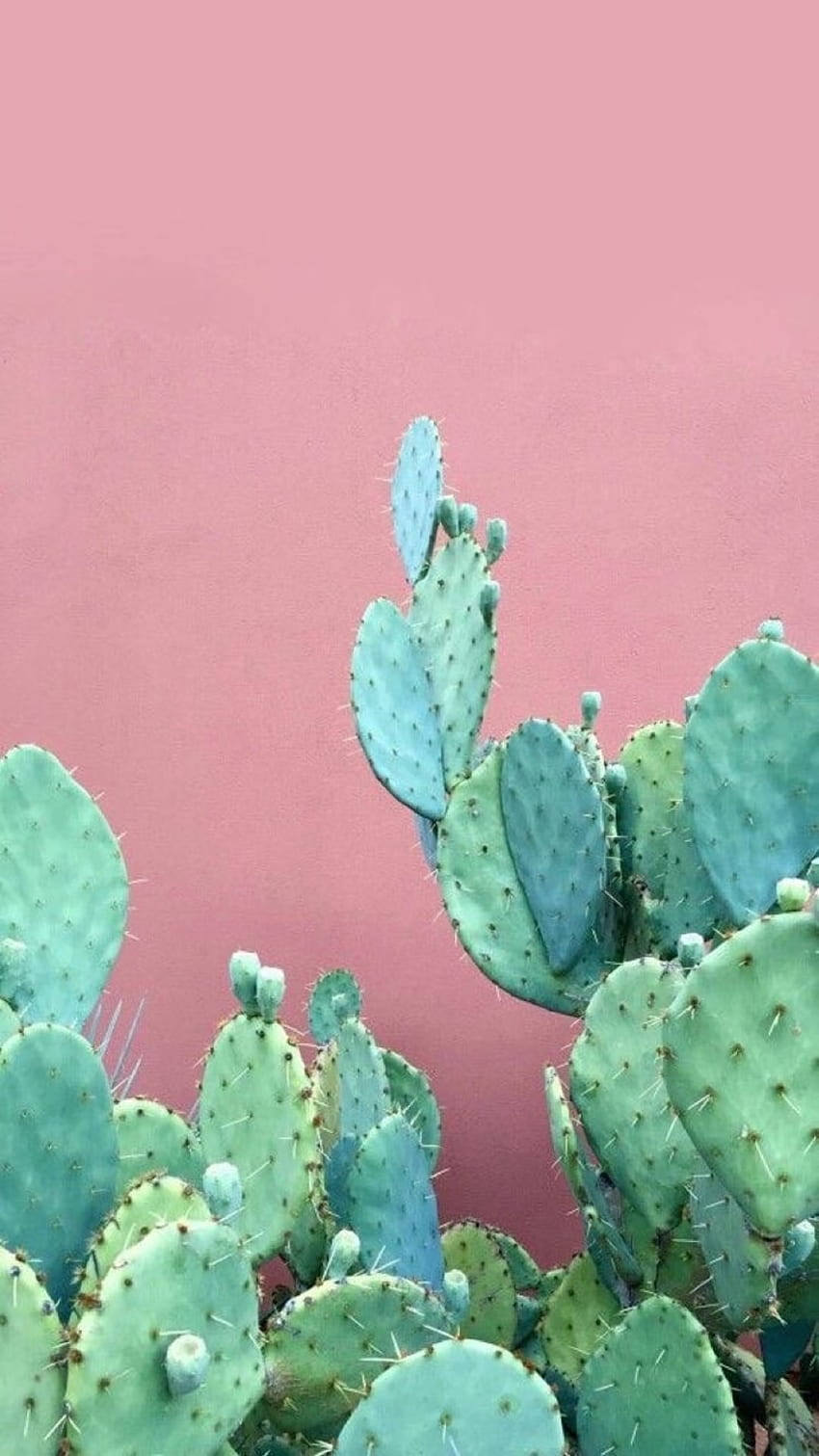 Pastel Cactus On Pink Wall Mobile Wallpaper