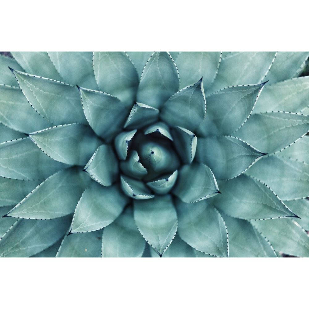Pastel Cactus Pattern Leaf Wallpaper
