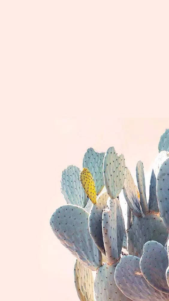 Pastel Cactus Pink Wall Aesthetic Mobile Wallpaper