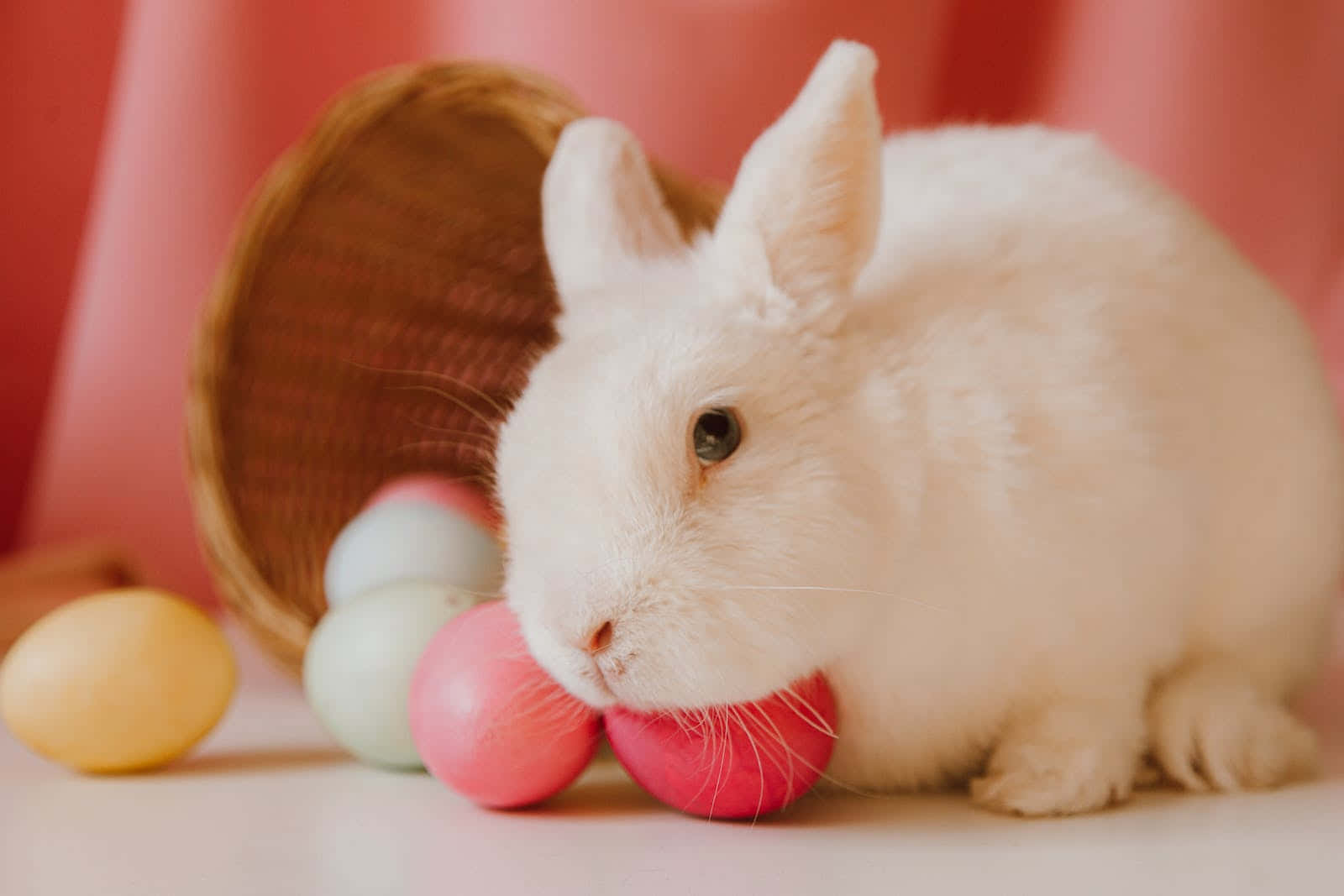 En hvid kanin sidder foran en kurv med farvede æg Wallpaper