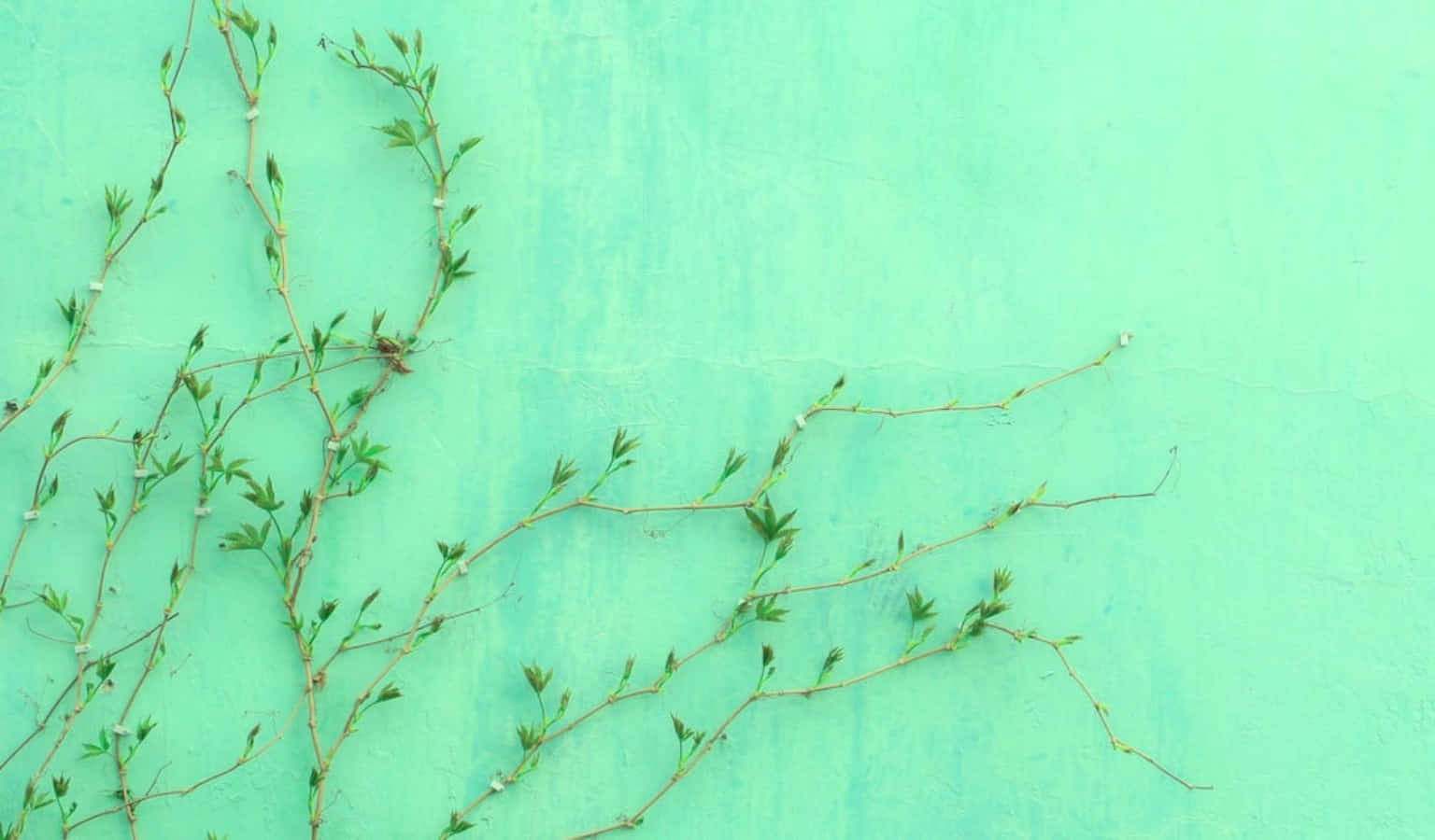 Blumenpflanzegayophytum Pastel Grün Ästhetischer Desktop Wallpaper