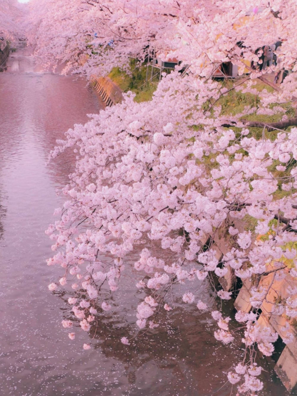 Pastel Ipad Sakura Trees Bending Background