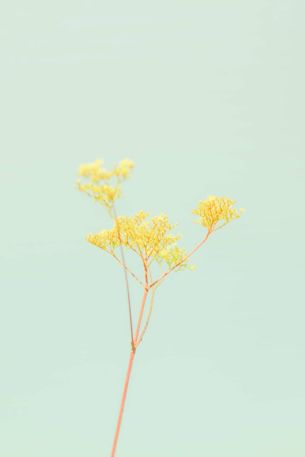 Pastel Ipad Yellow Twig Flower Wallpaper