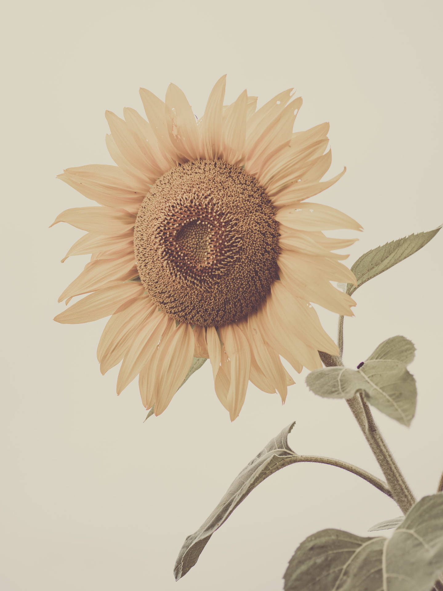 Pastel Iphone Sunflower Wallpaper