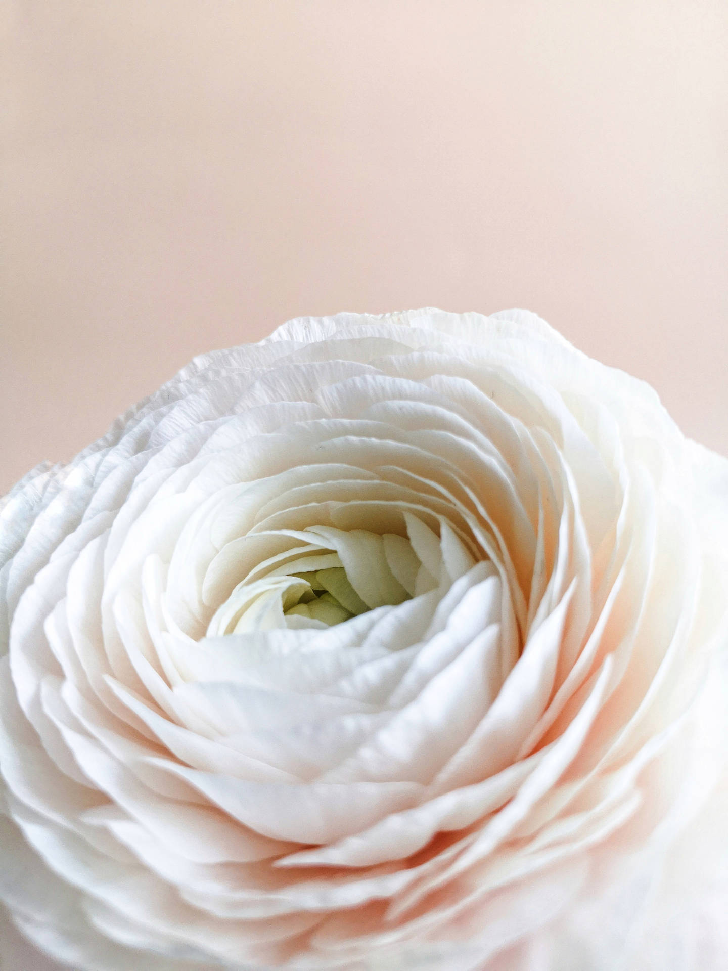 Pastel Iphone White Flower Wallpaper