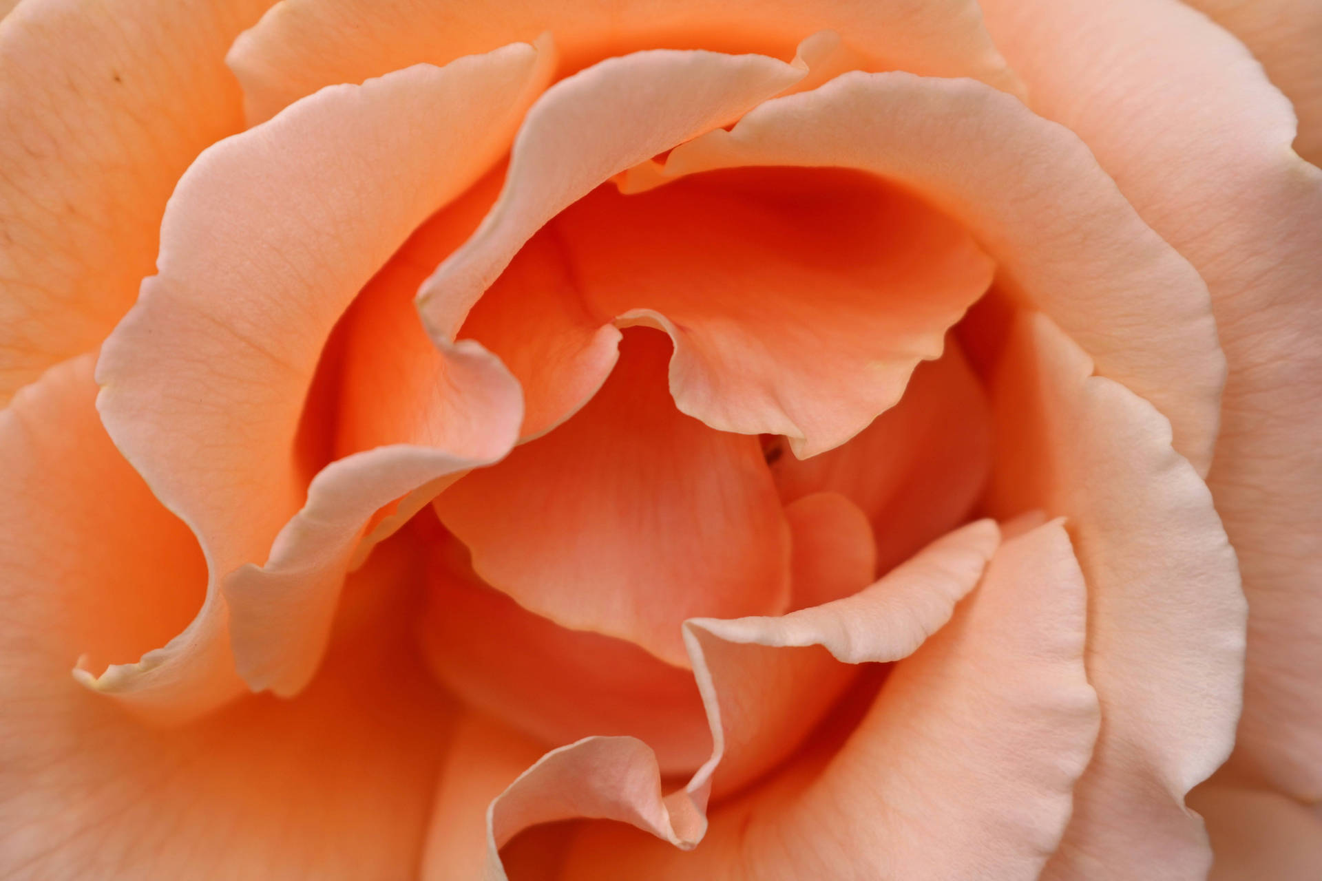 Pastel Orange Aesthetic Rose Wallpaper