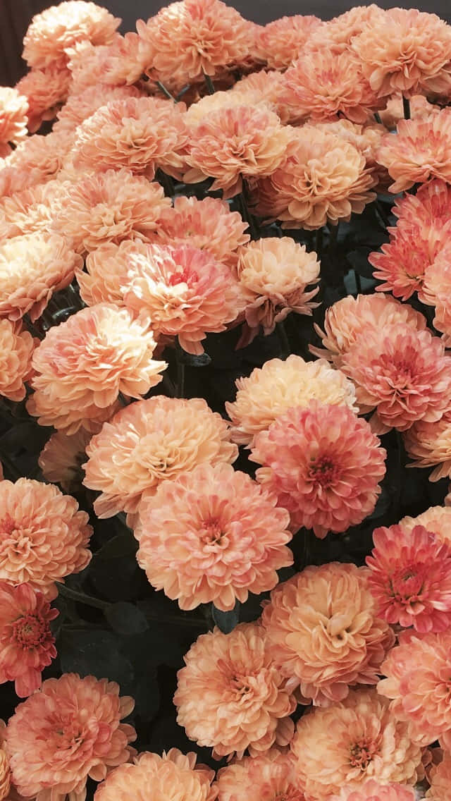 Florde Crisantemo Estética En Tonalidad Melocotón Pastel. Fondo de pantalla
