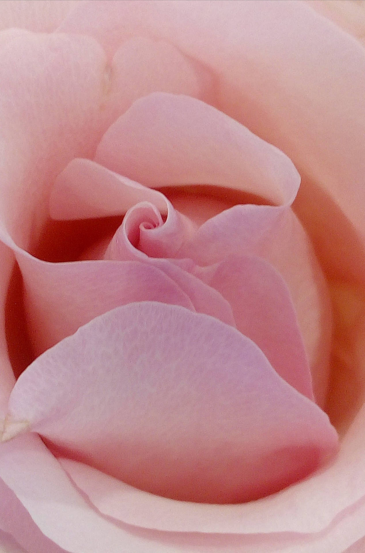Pastel Phone Pink Rose Flower