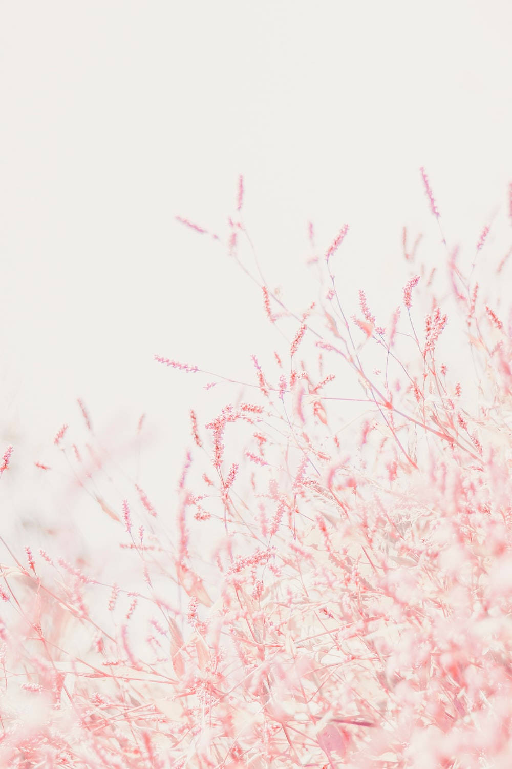 Pastelltelefonmed Små Rosa Blommor Som Bakgrundsbild. Wallpaper