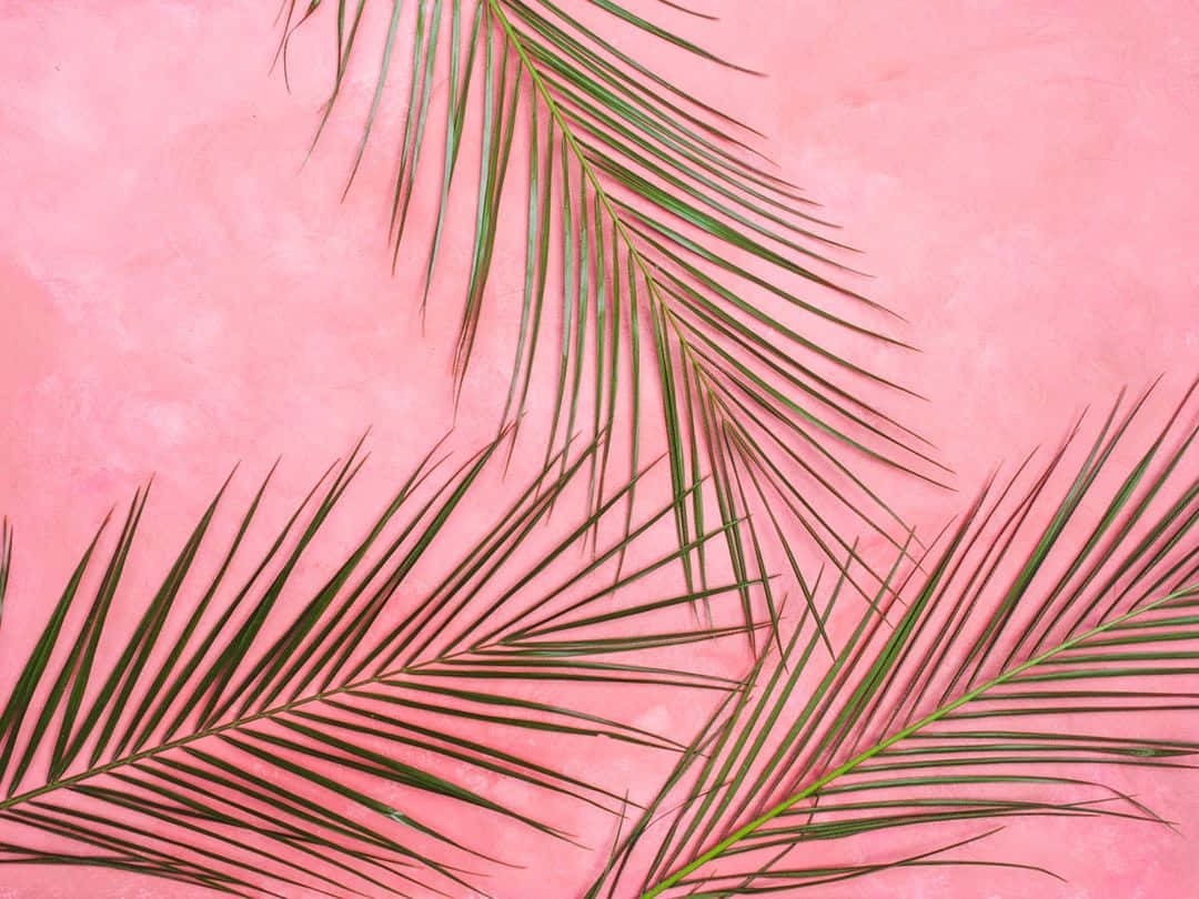 Palmeblade Pastel Pink Æstetisk Computer/Mobil Tapet. Wallpaper