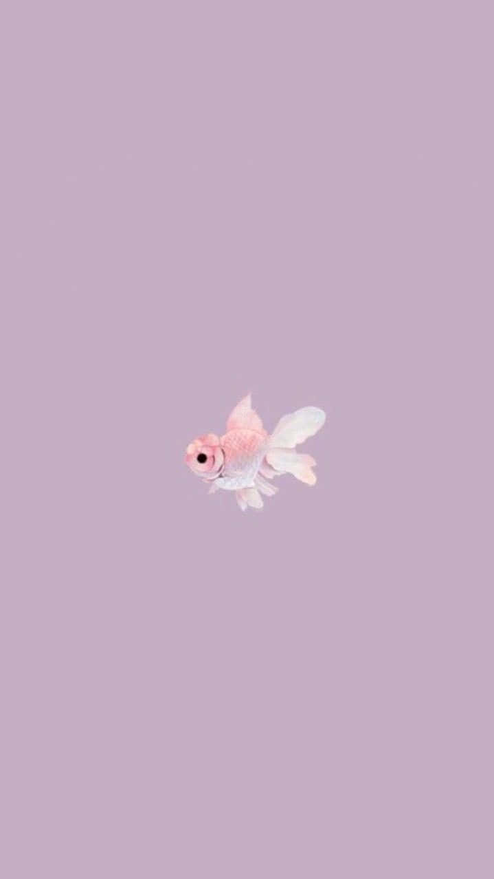 Pastel Pink Betta Fish Aesthetic Wallpaper