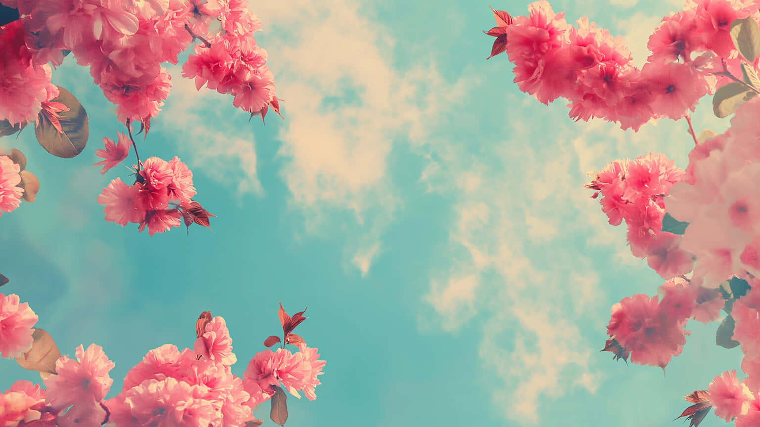 Pastel Pink Blossoms Sky Background Wallpaper