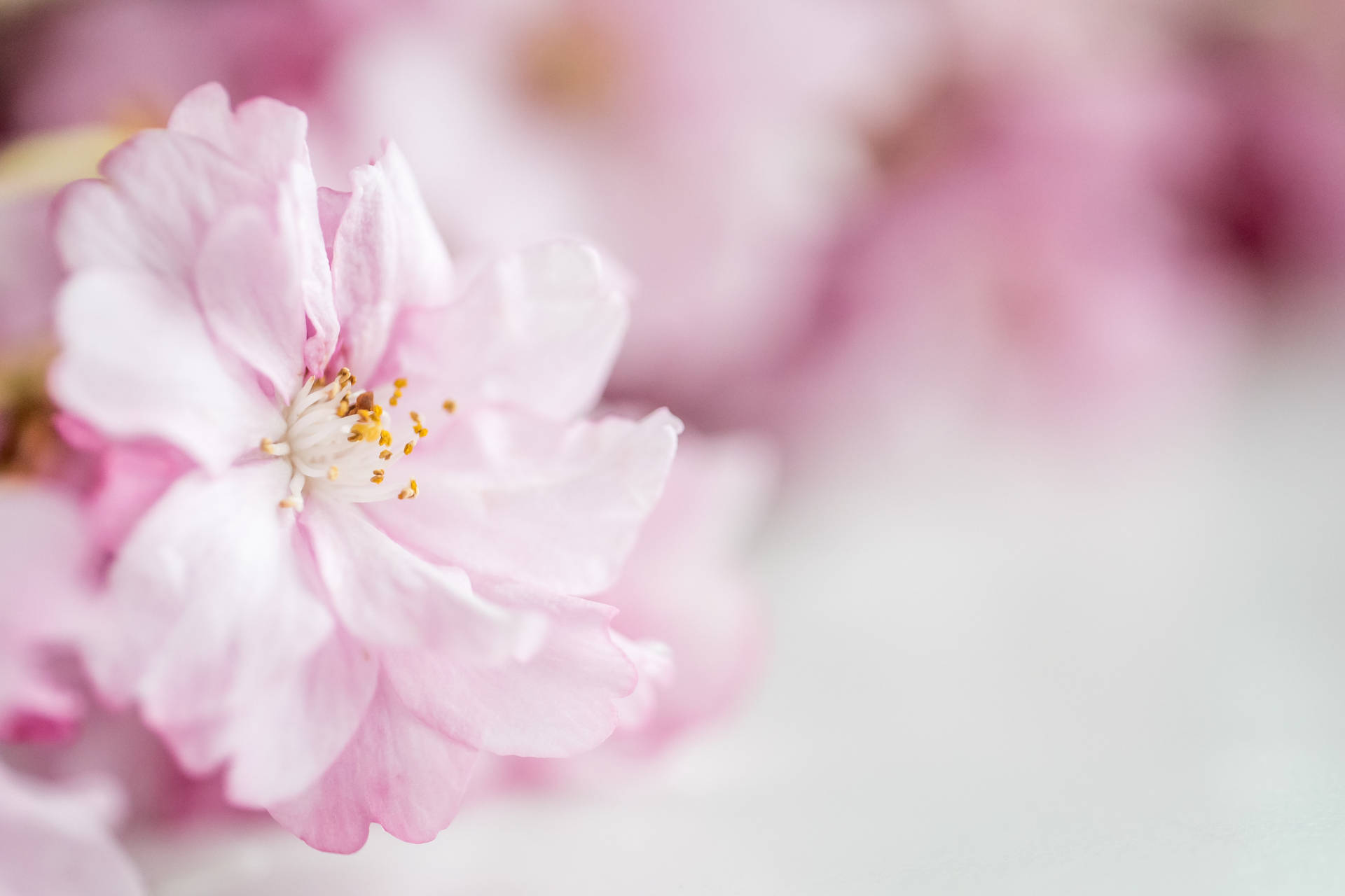 Pastel Pink Cherry Blossom Wallpaper