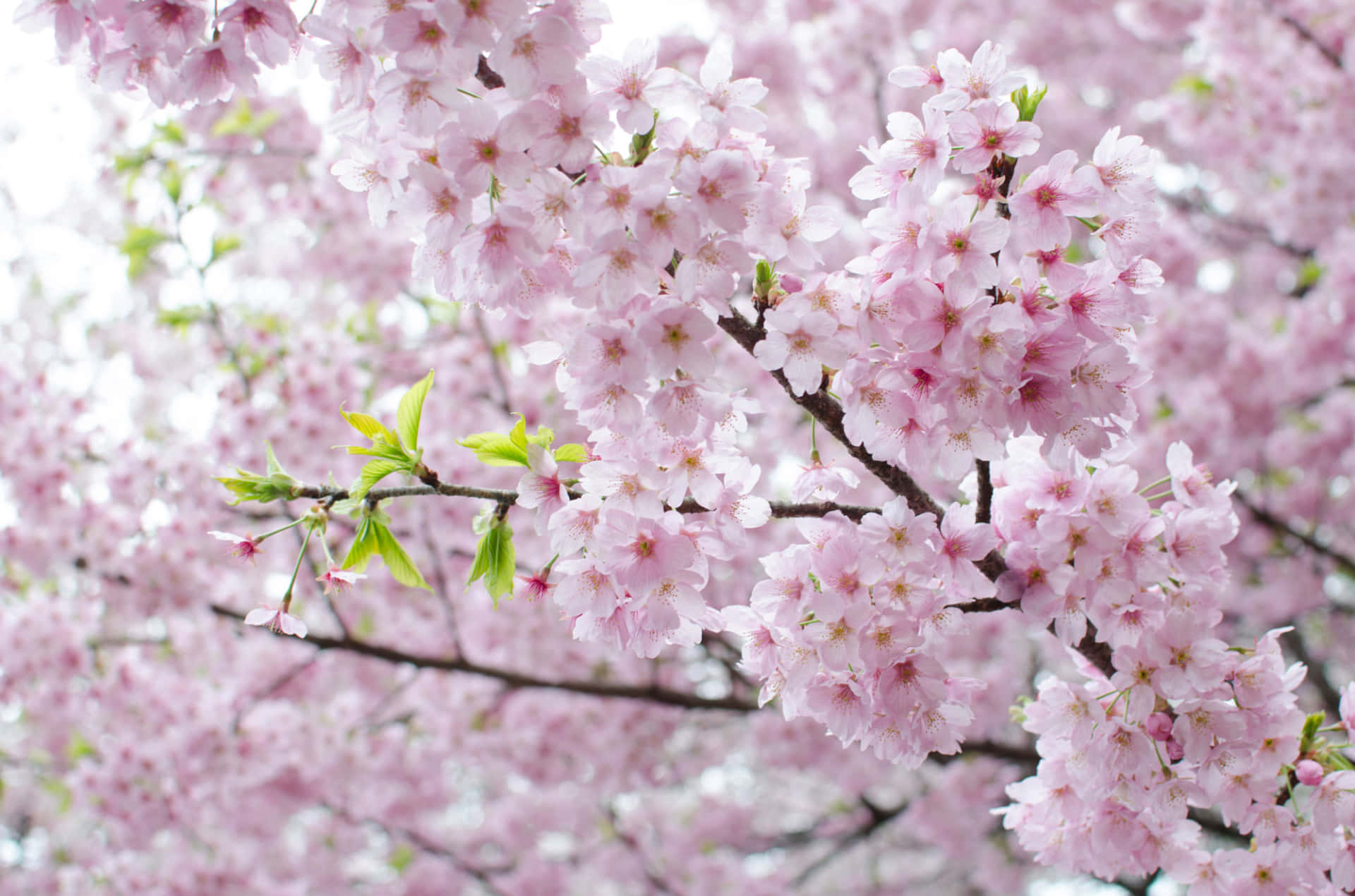 Pastel Pink Cherry Blossom Picture