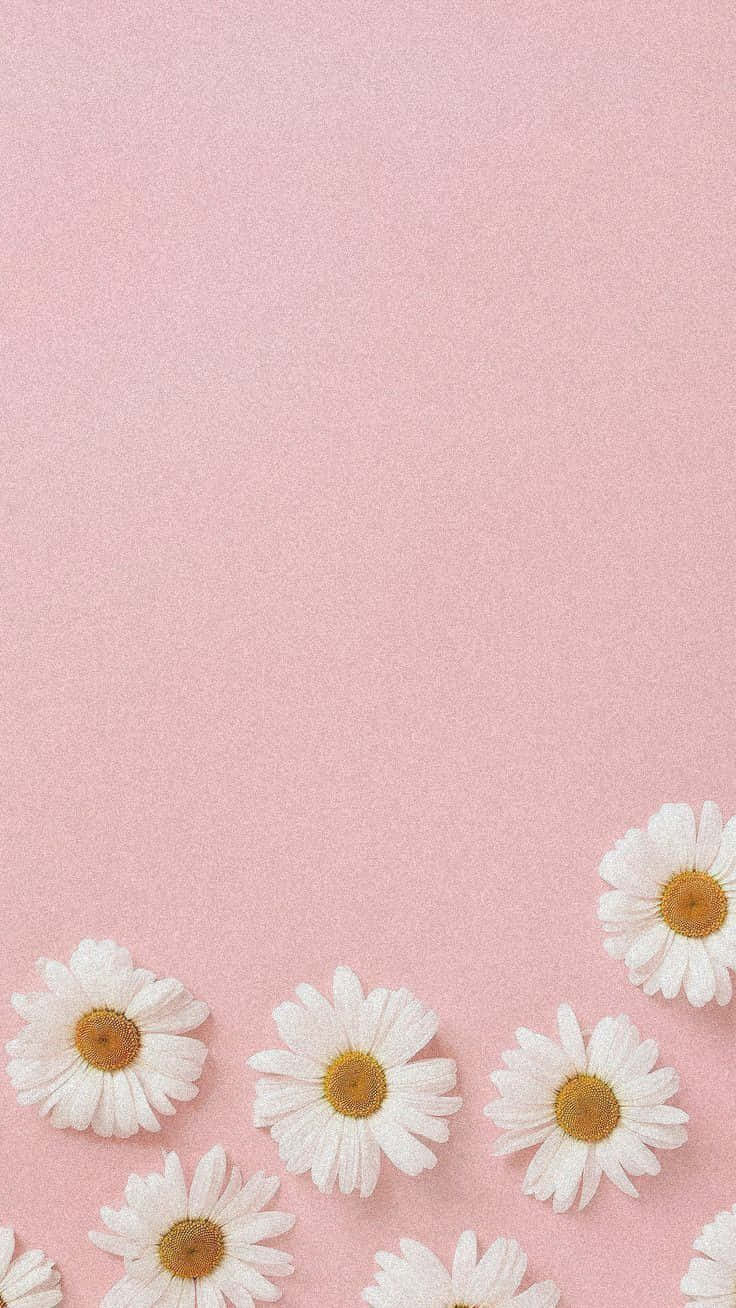 Pastel Pink Daisy Aesthetic Wallpaper
