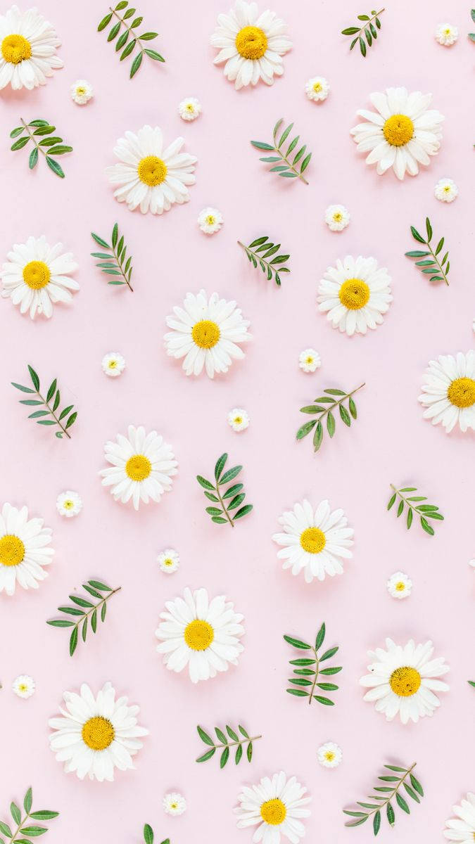 Pastel Pink Overflade Og Daisy Iphone Wallpaper