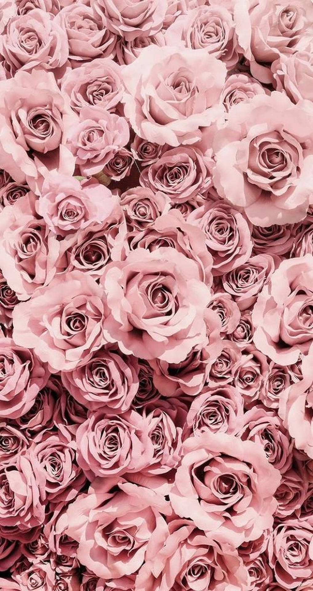 Pastel Pink Roses Background Wallpaper