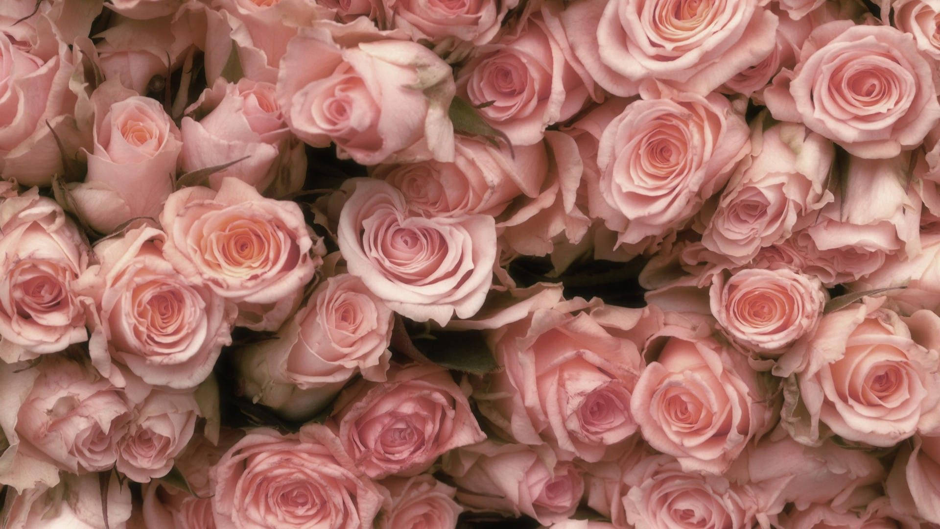 Pastel Pink Roses Wallpaper