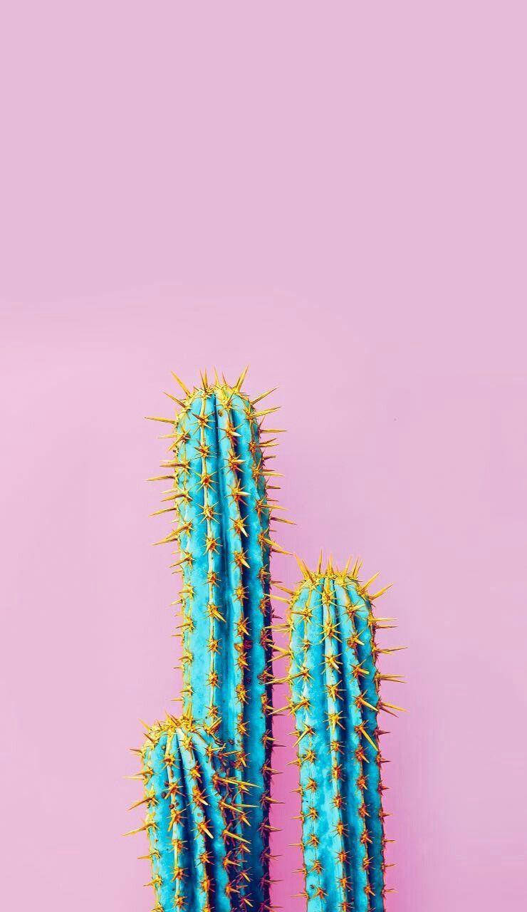 Pastel Pink Thorned Cactus Mobile Wallpaper