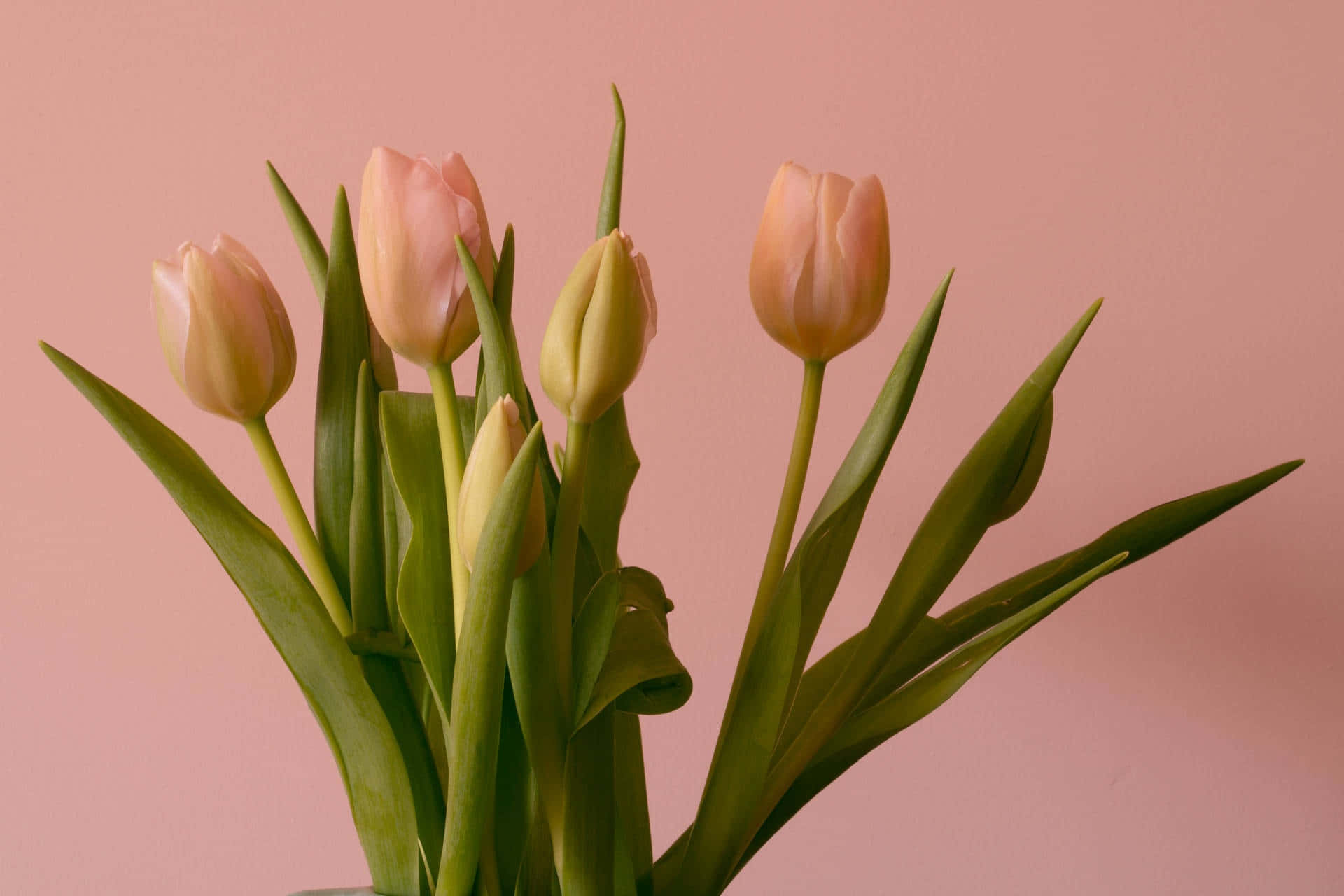 Pastel Pink Tulips Bouquet Wallpaper