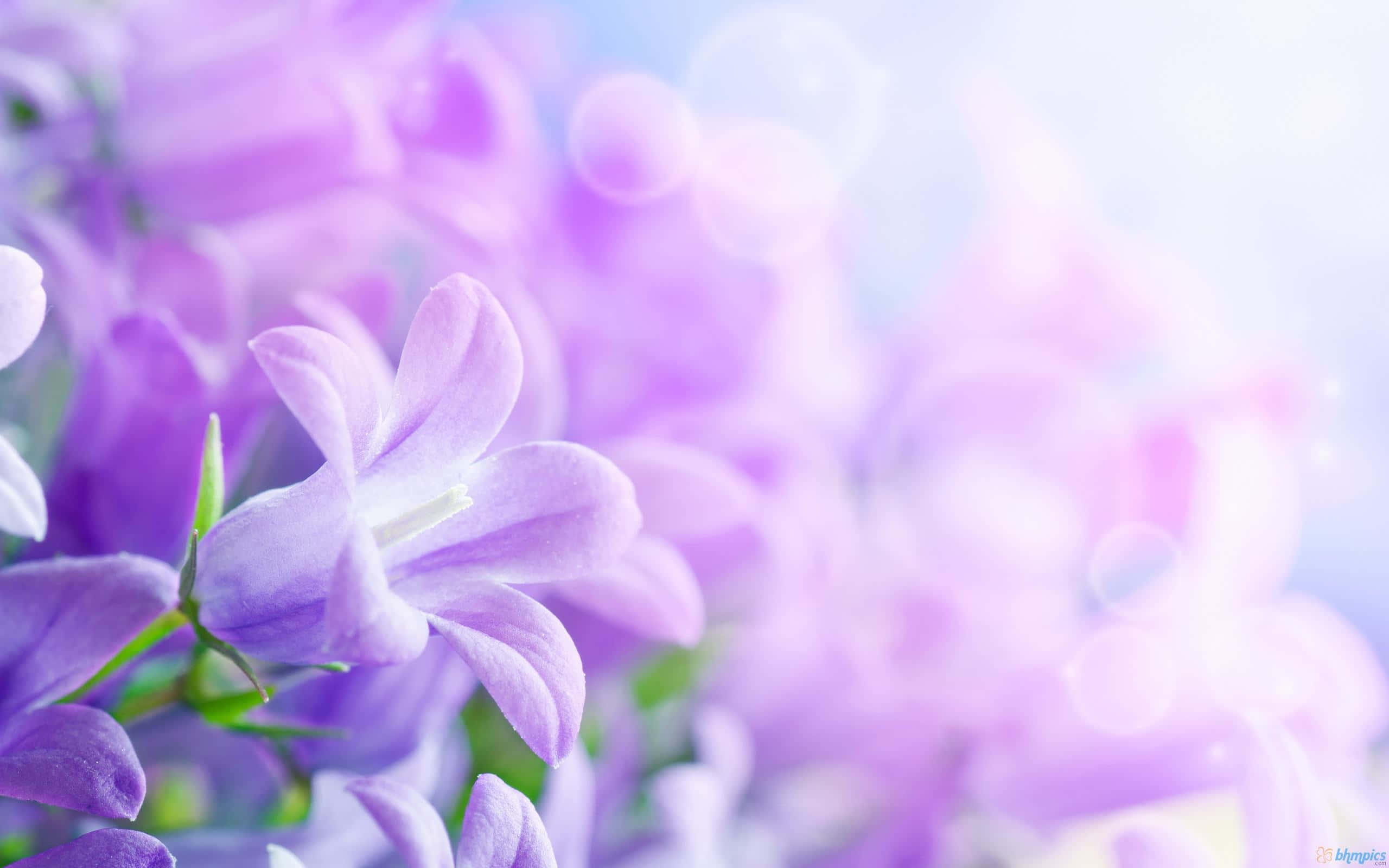 Pastel Purple Background