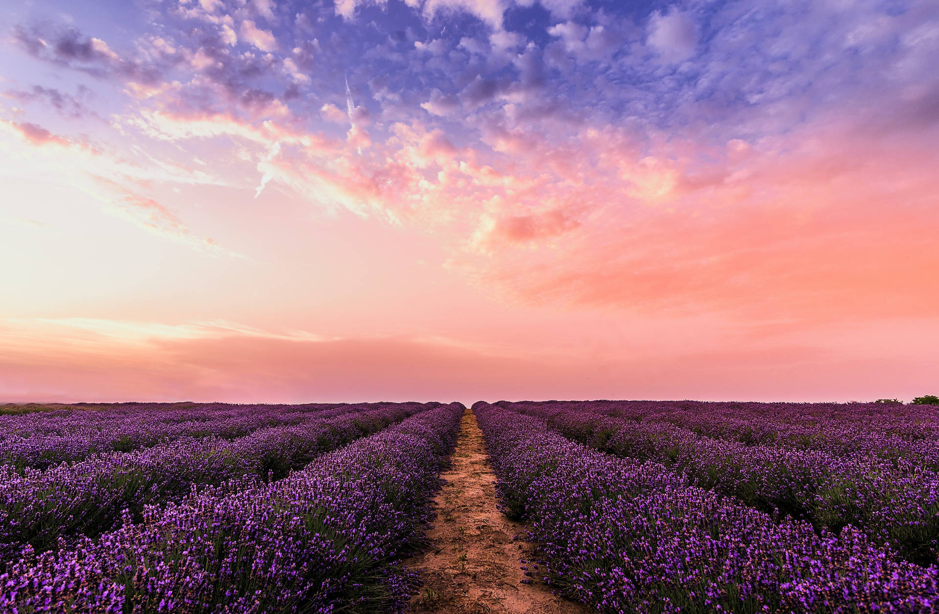 Explore the stunning beauty of a pastel-hued lavender field. Wallpaper