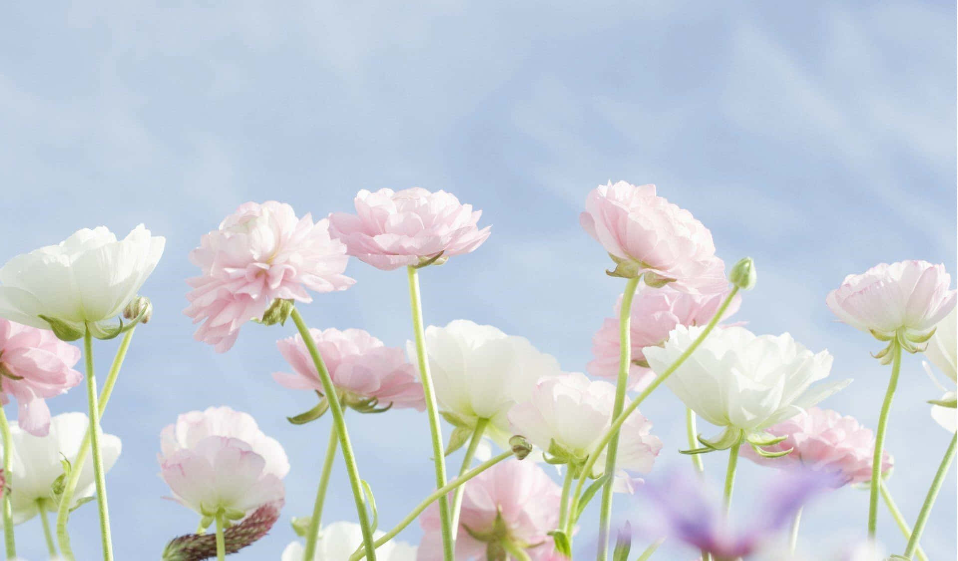 Latar Belakang Langit Bunga Ranunculus Pastel Wallpaper