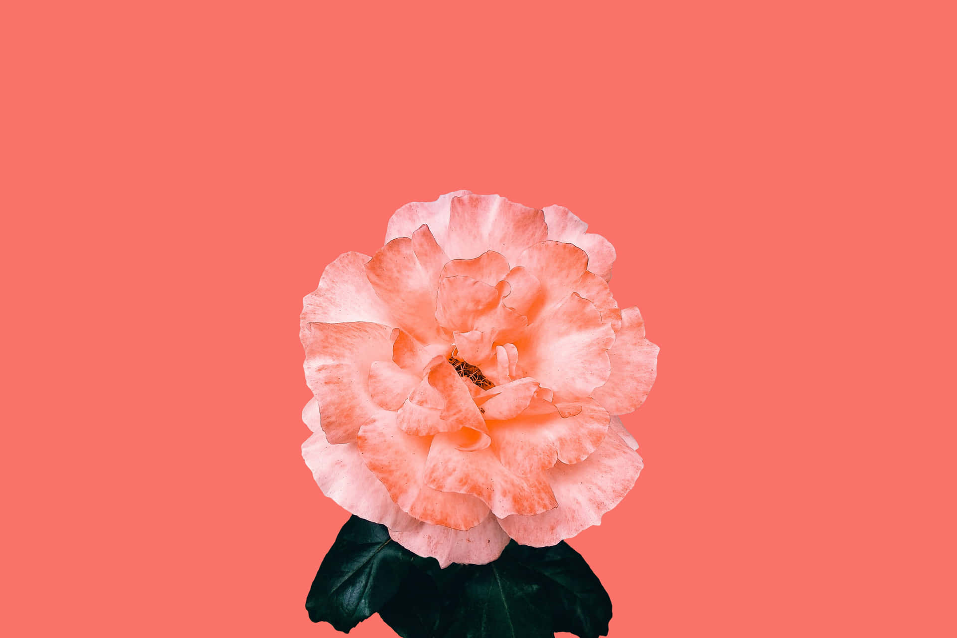 En pink blomst på en pink baggrund Wallpaper