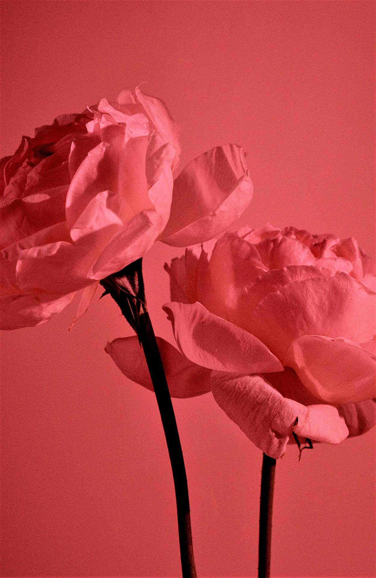 Gardenroses Aesthetic En Tono Rojo Pastel. Fondo de pantalla