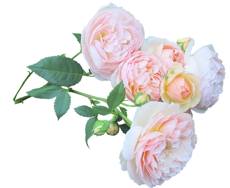 Pastel Rose Bouquet Transparent Background PNG