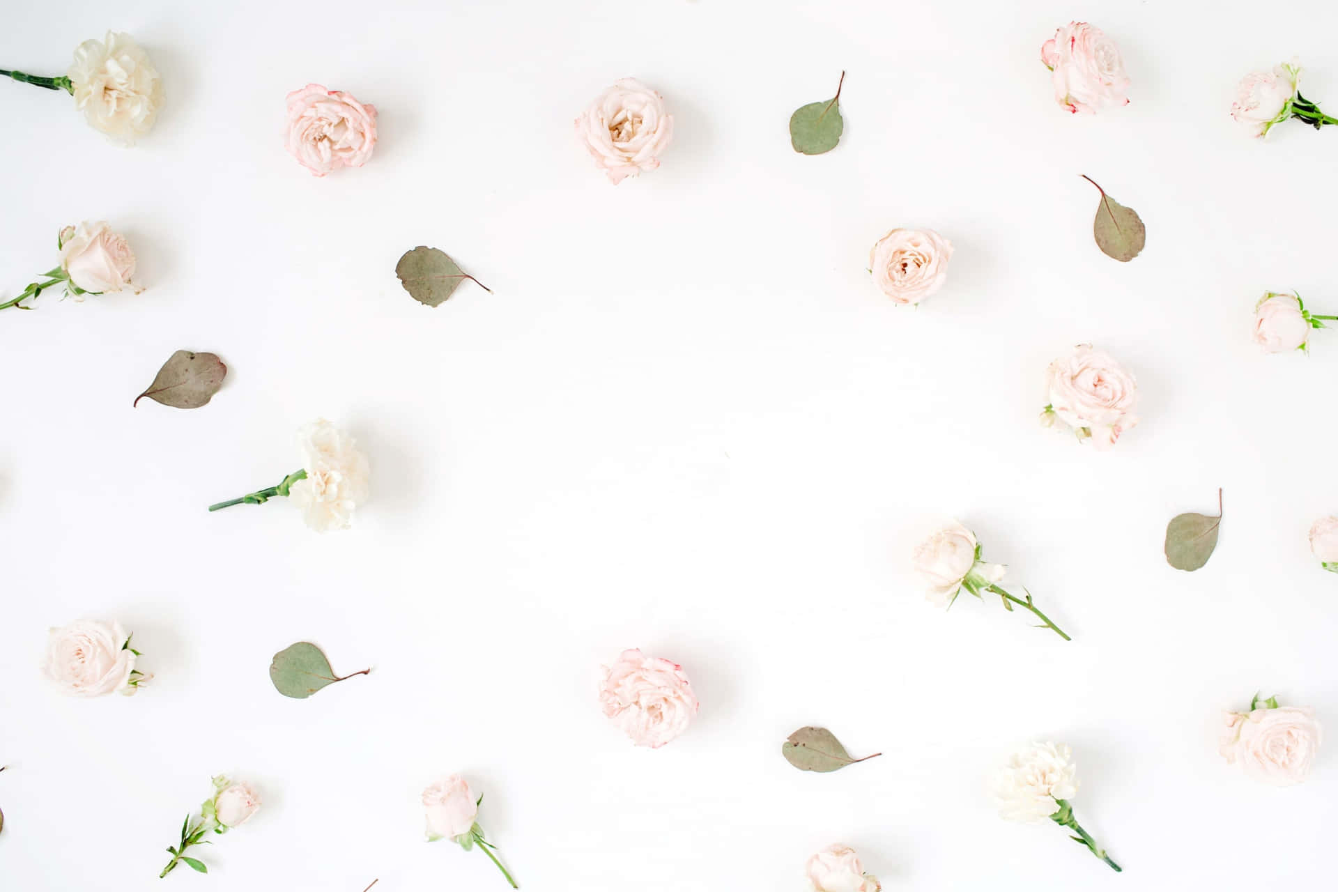 Pastel Roses Scatteredon White Background Wallpaper