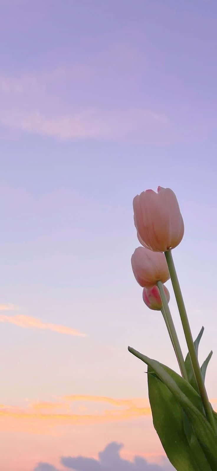 Pastel Sky Tulips Aesthetic.jpg Wallpaper