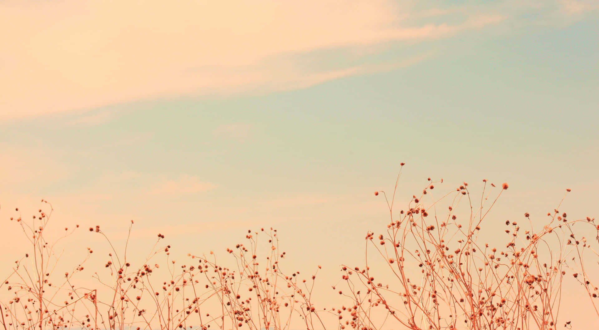 Pastel Lucht En Droge Planten Achtergrond